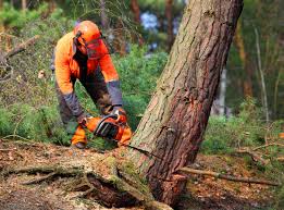 Lawn Maintenance Plans in Monticello, GA